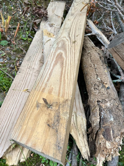 A close-up of several wooden planks and logs lying on the ground outdoors, with a wasp resting on the top plank. Some wood appears weathered and decayed, while grass and twigs are visible around the pile.