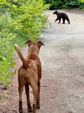 A brown dog stands on a dirt path, staring at a small black bear walking away in the distance. The scene is surrounded by green foliage.