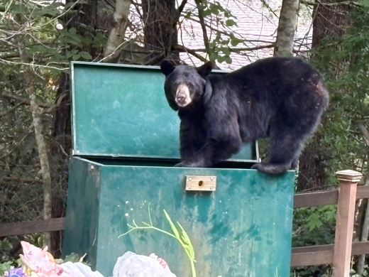A black bear stands on the edge of an open green dumpster, looking toward the camera, with trees and trash bags visible in the background.