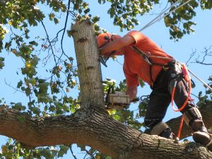 A person wearing safety gear uses a chainsaw to cut a large branch from a tree while secured with a harness. The sky is clear and blue, and leaves surround the person and branch.