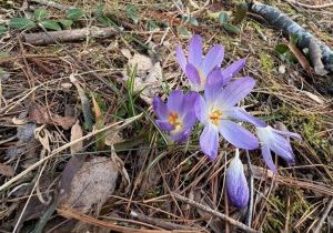 crocuses
