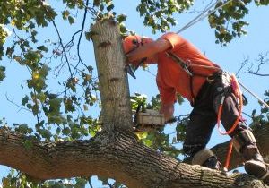 A person wearing safety gear uses a chainsaw to cut a large branch from a tree while secured with a harness. The sky is clear and blue, and leaves surround the person and branch.